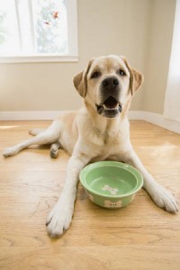 Three Reasons to Go Cook for Your Pets